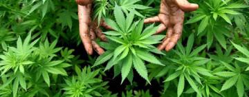 В Килии полицейские предъявили подозрение жителю района в незаконном сбыте наркотических средств